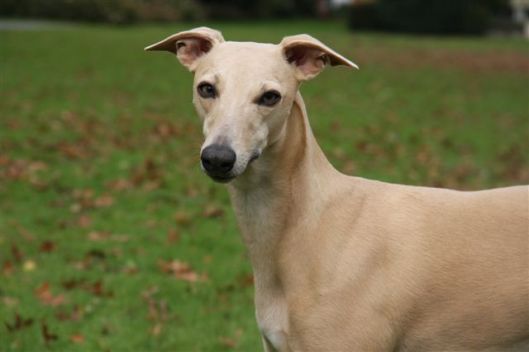 30 oktober 2011 (38)