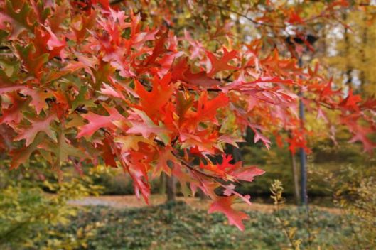 30 oktober 2011 (44)