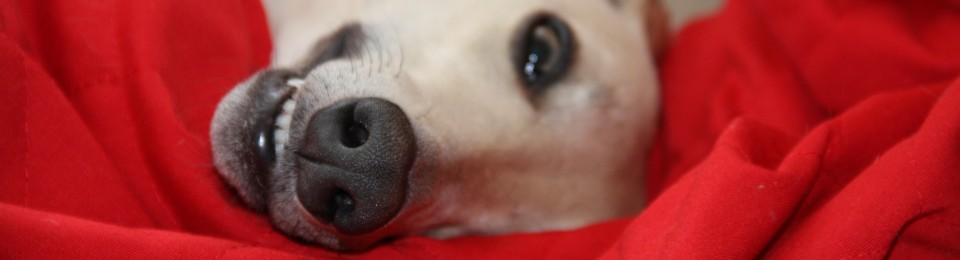 SALTY SAND'S WHIPPETS           