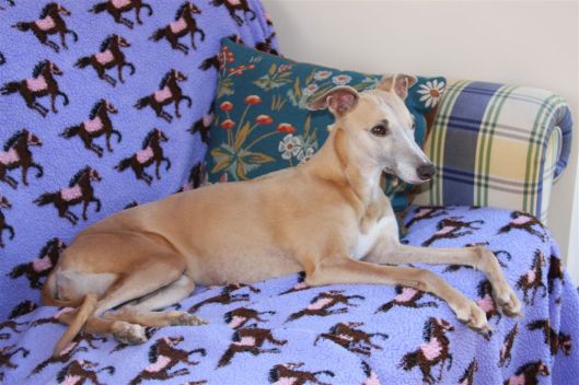 MWC champion show 23 10 2011 (11)