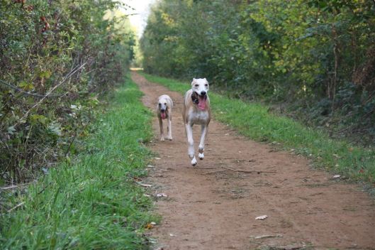 MWC champion show 23 10 2011 (201)