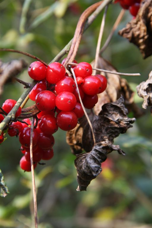 MWC champion show 23 10 2011 (205)