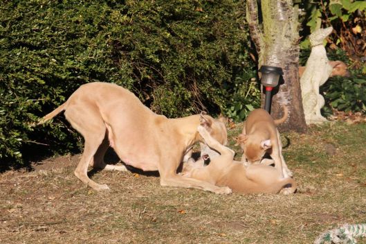 MWC champion show 23 10 2011 (41)