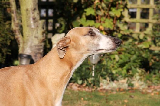 MWC champion show 23 10 2011 (48a)