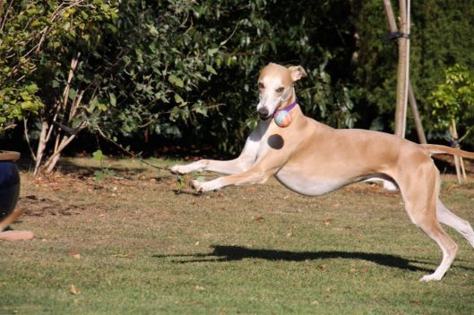 MWC champion show 23 10 2011 (5)