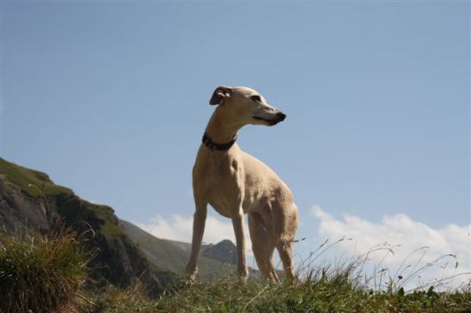 Flexchalet MP 2011 (244)