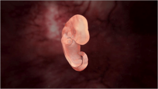 Hondenembryo 25 dagen oud