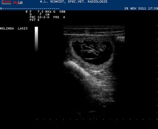 Kopie van 28 nov 2011 023