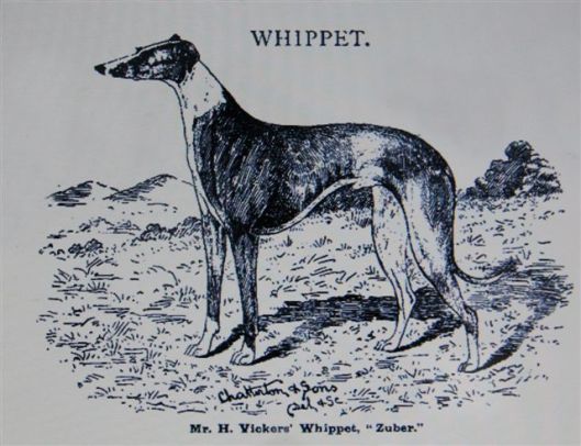 Zuber Crufts catalogue 1894 kl