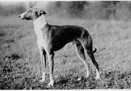 Zuber DOB 12 april 1889 B