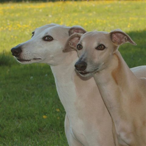 Tibere en Jewel 12 verkleind