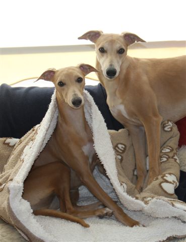 24 november 2012 007a