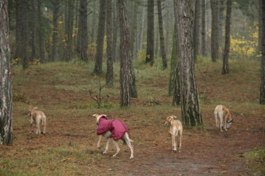 24 november 2012 087