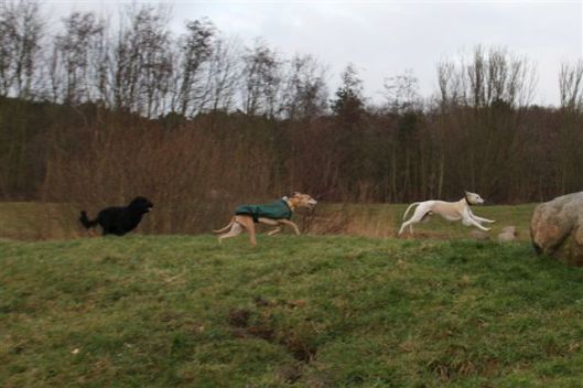 16 december 2012 013