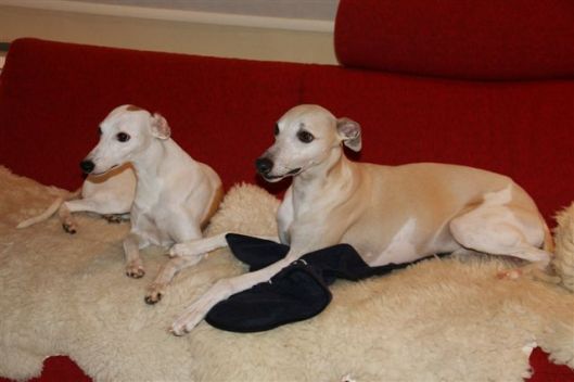 16 december 2012 103