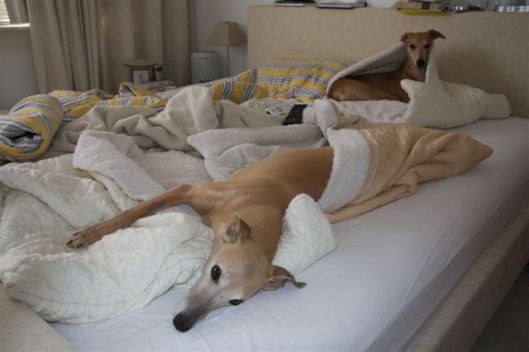 16 december 2012 115