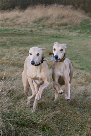 26 december 2012 014