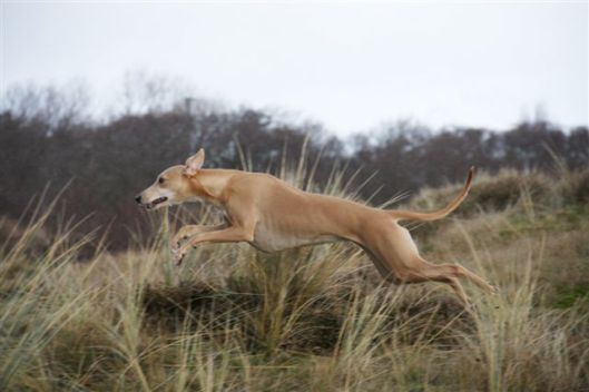 26 december 2012 056