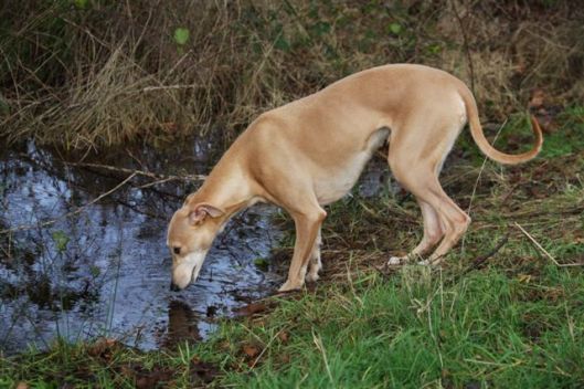 26 december 2012 058