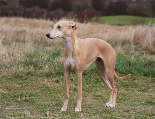 26 december 2012 078a