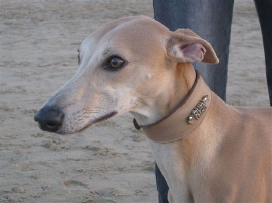 Headstudy 11 dec 2012