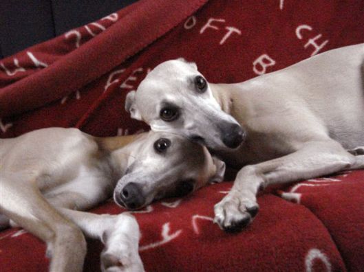 Jade Leilah verkleind