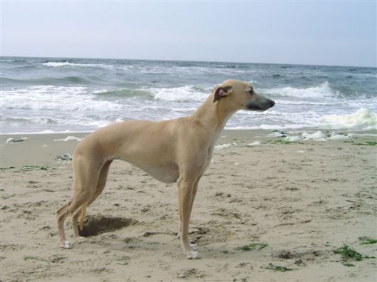 jade_strand_juli_2005_2_klein1