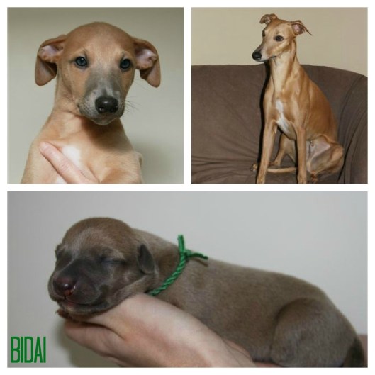 PicMonkey Collage Bidai