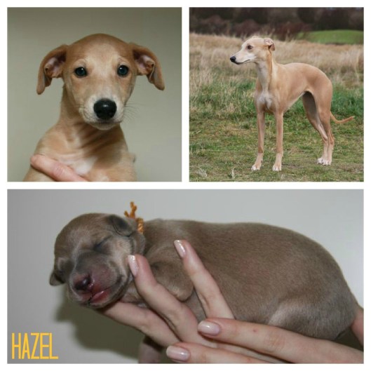 PicMonkey Collage Hazel2