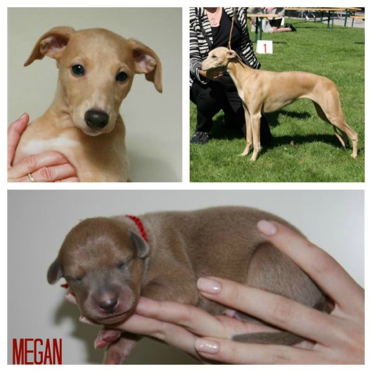 PicMonkey Collage Megan