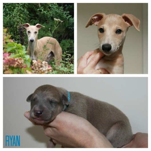 PicMonkey Collage Ryan