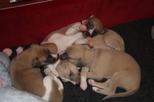 30 december 2012 011