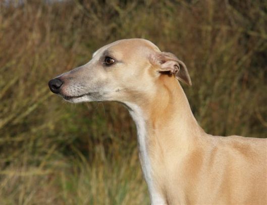 30 december 2012 087