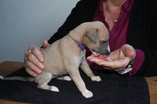 30 december 2012 147