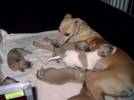 Chloe met nest 7 maart 04