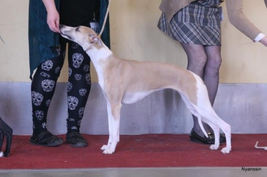 image_517d5f7de087c33af4742f24