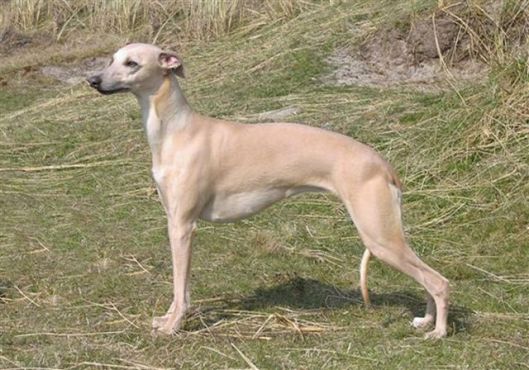 Chloe, OSJ Georgy Girl verkleind