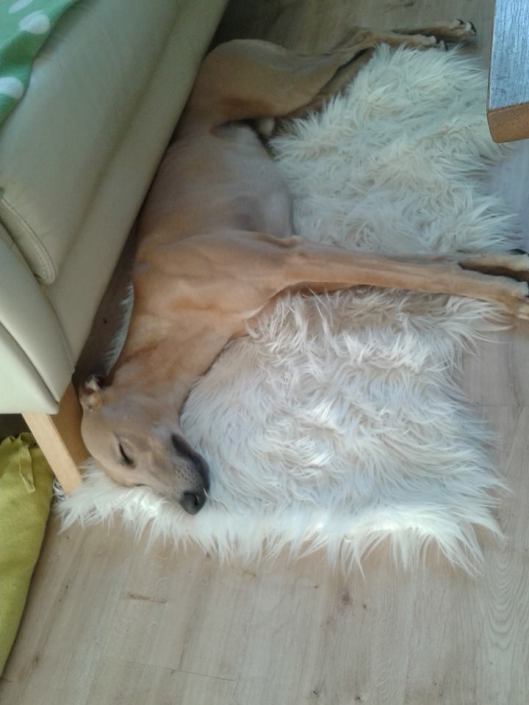 484877_514342371947123_1199566670_n