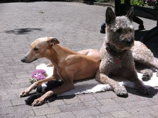 971684_517096911671669_1216954868_n