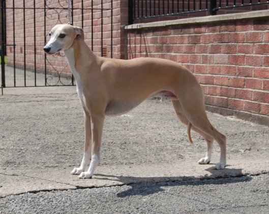 253443_10150646261520595_5664700_n