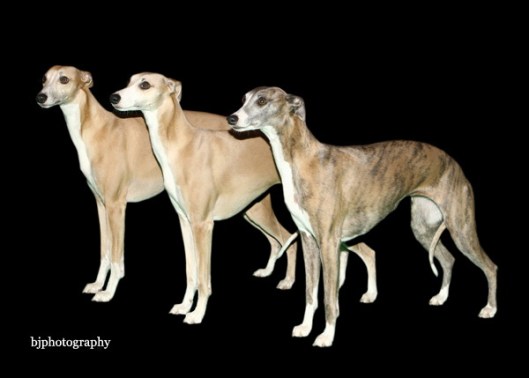 3 Ritchie kids Win @ Crufts