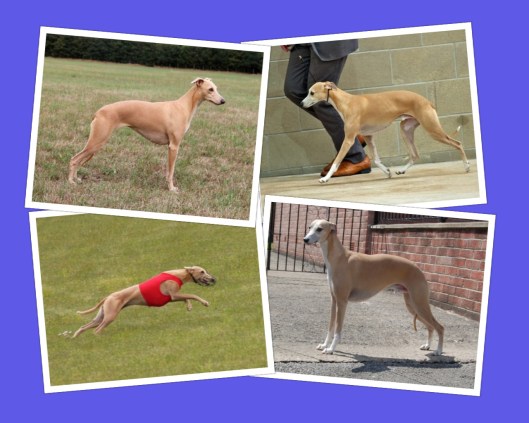 Collage Megan Reef groot