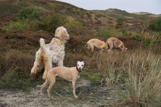 20 oktober 2013 (20)