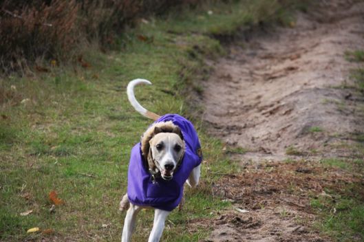 27 oktober 2013 (33)