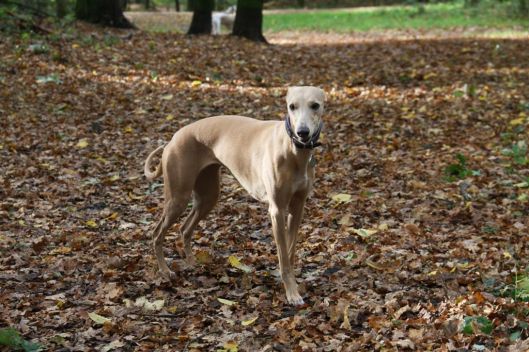 27 oktober 2013 (41)