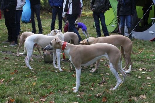 27 oktober 2013 (71)