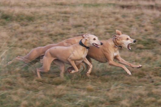 12 november 2013 048