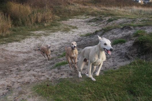 12 november 2013 065