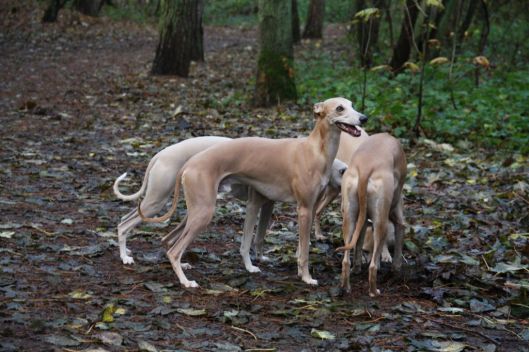 12 november 2013 095