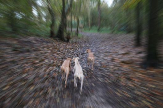 12 november 2013 098